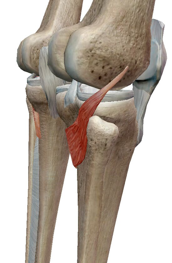 膝窩筋の外側