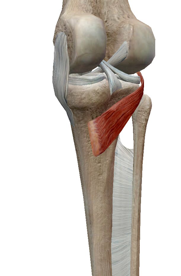 膝窩筋の内側