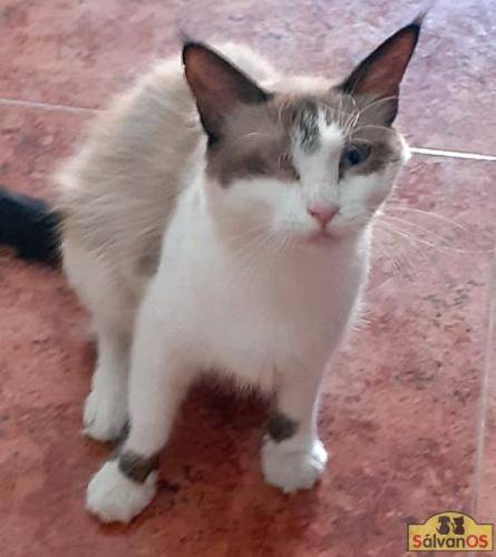 Perla