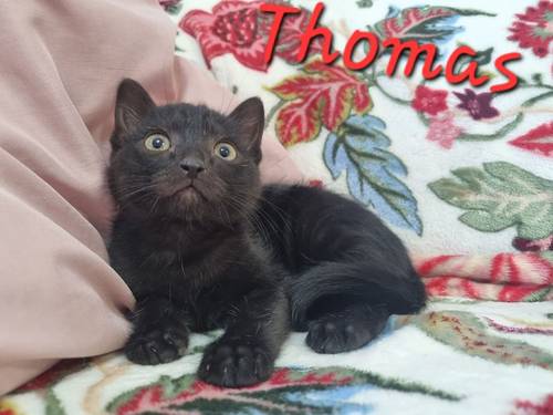 Thomas