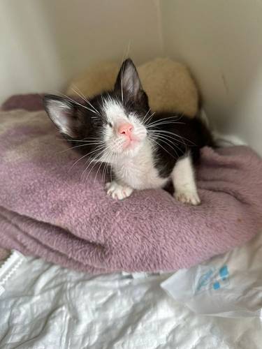 Oreo