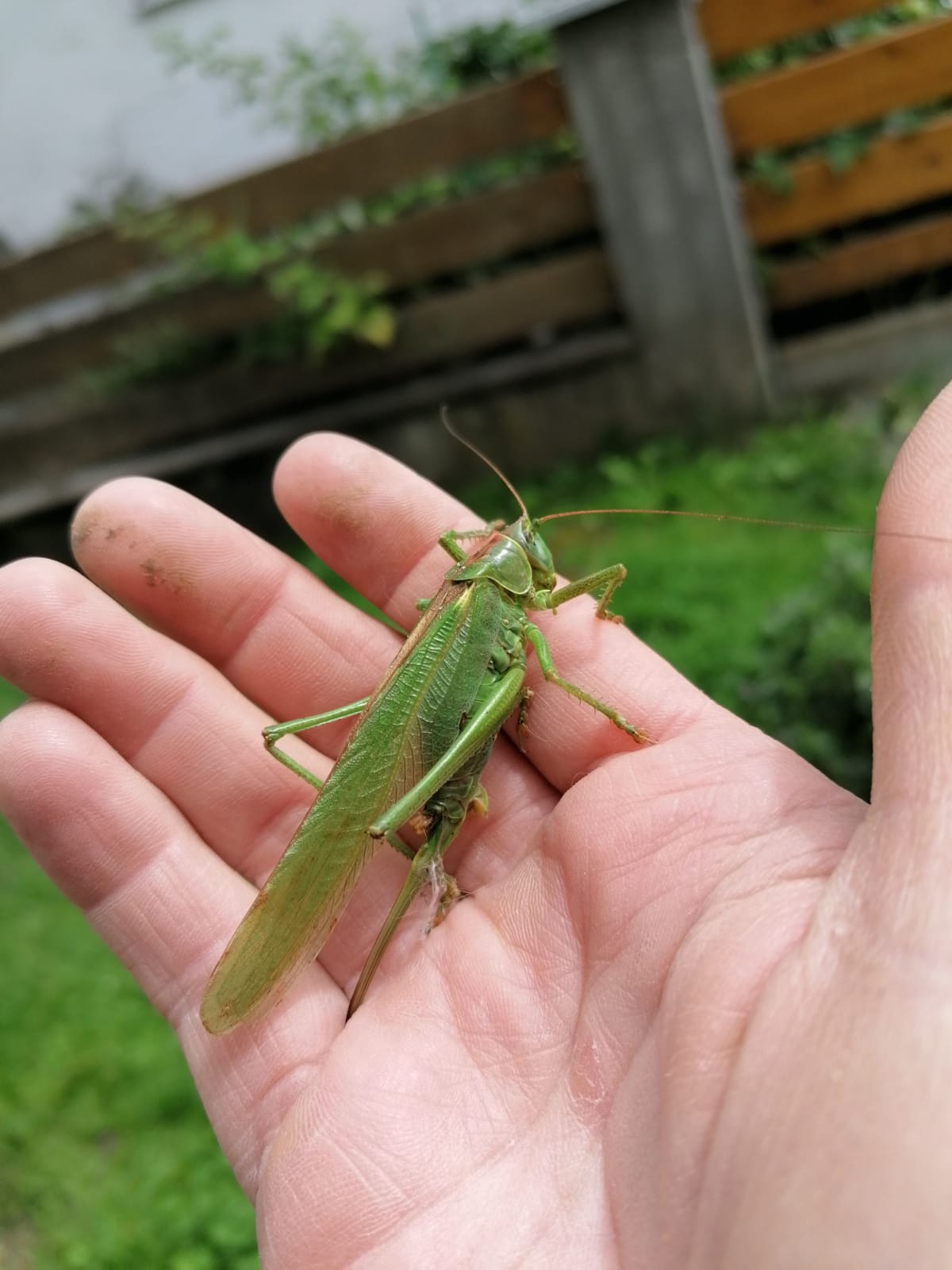 Das „Grüne Heupferd“ – hier ein Weibchen mit ihrem langen Legebohrer- sieht man auch nicht mehr so häufig im Unterallgäu (Foto: Claudia)