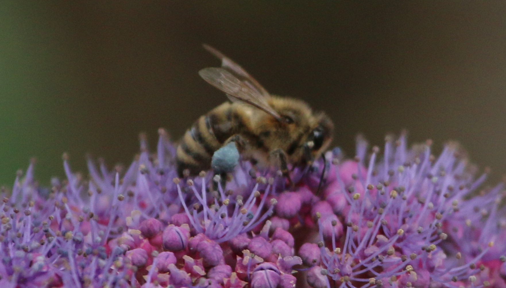 Biene auf einer Samthortensie (Foto: Hermann Kunze)