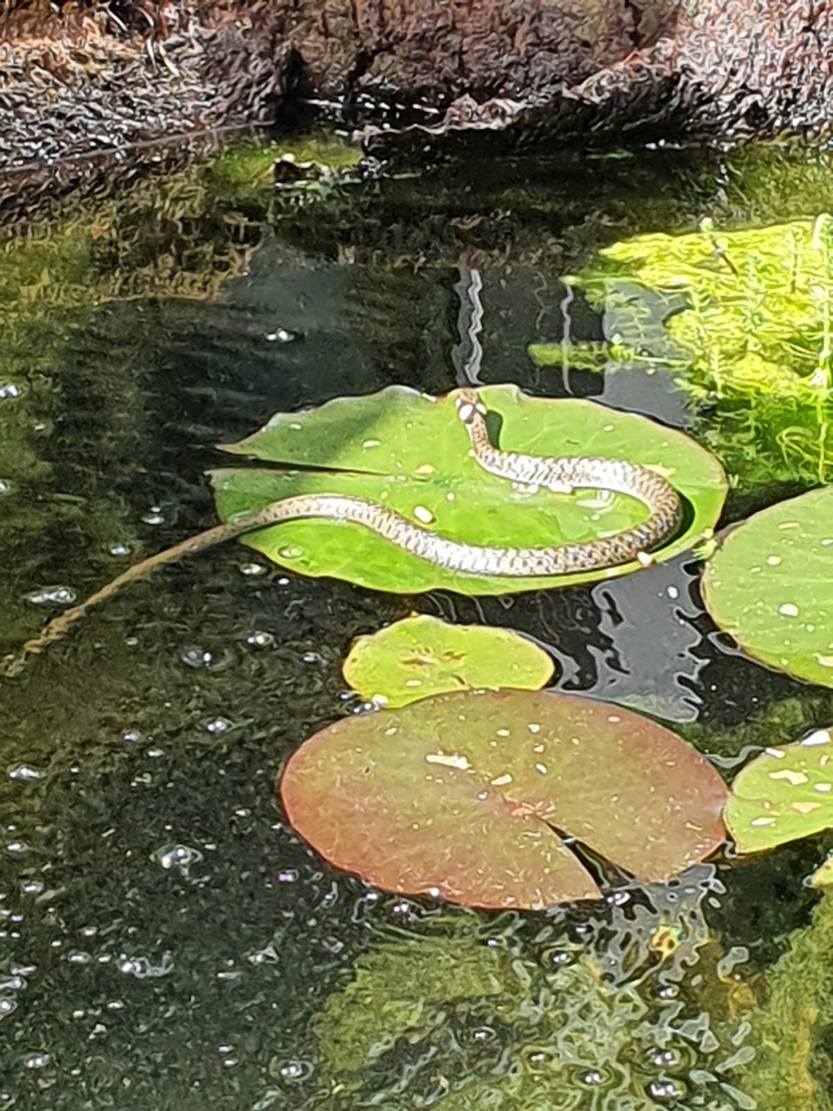 Ringelnatter findet mitten in Memmingen in einem Naturgarten einen idealen Lebensraum (Foto: Dagmar Koppel)