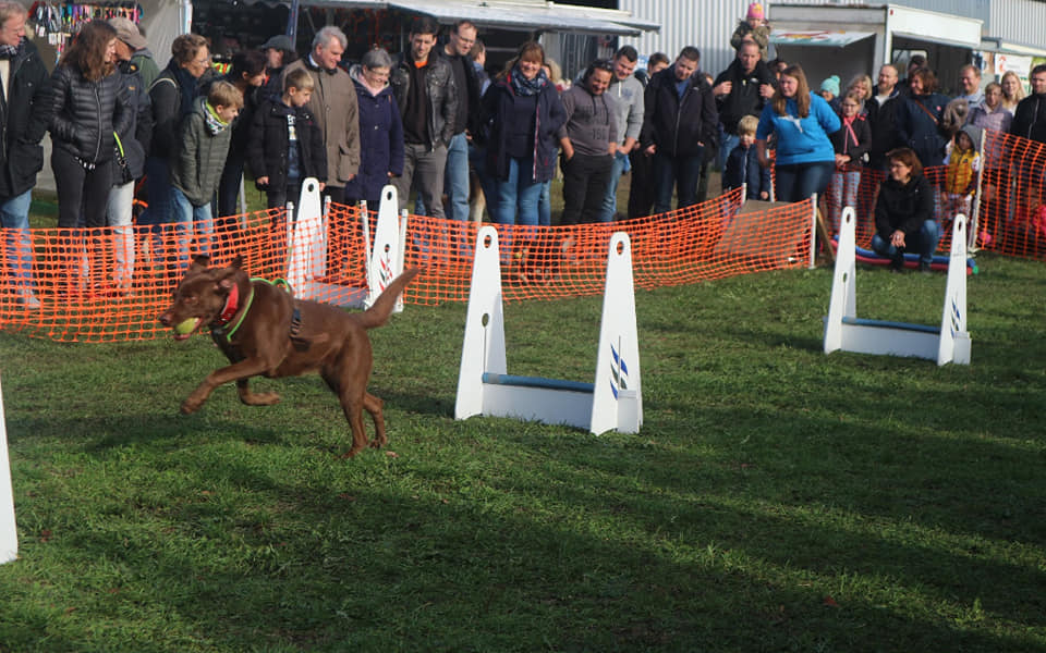 Efc flyball cheap 2019