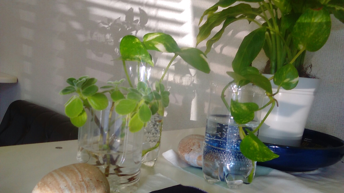 アロマティカスとポトス。簡単に増やせる観葉植物。欲しい方にお分けしています。