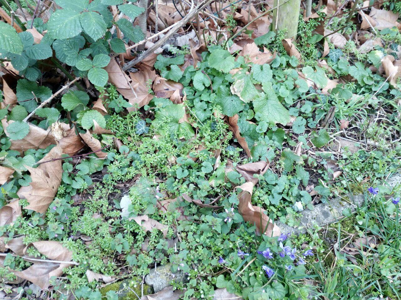 Knoblauchsrauke, Brombeer,Labkraut und ein paar Gefleckte Taubnesseln.