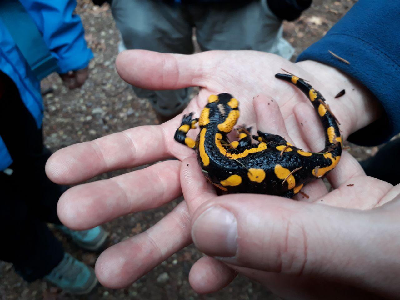 Feuersalamander schon im Februar auf Achse. (Februar)