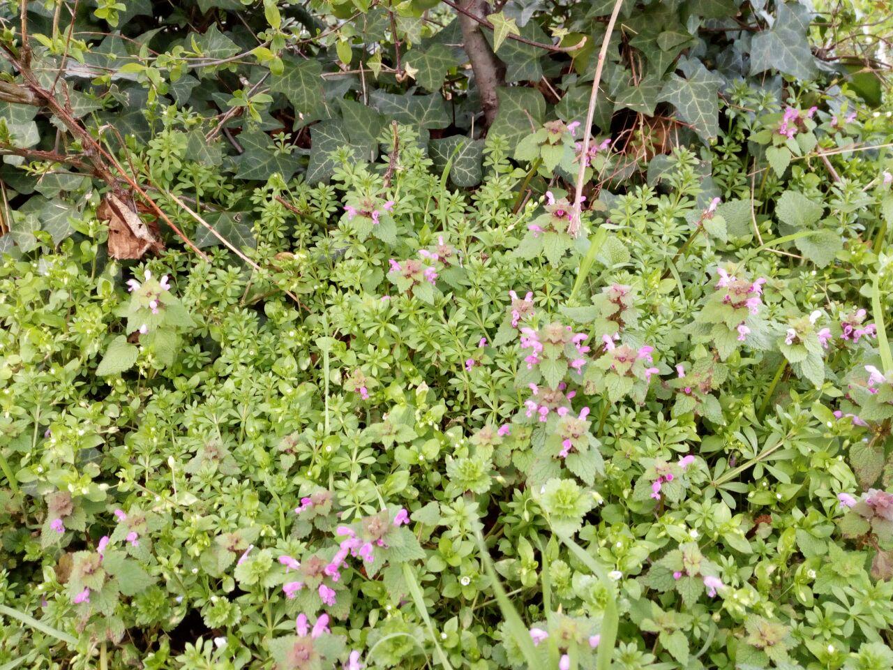 Leckere Taubnesselblüten und Labkraut im Schulgarten. Efeu für die Seife.