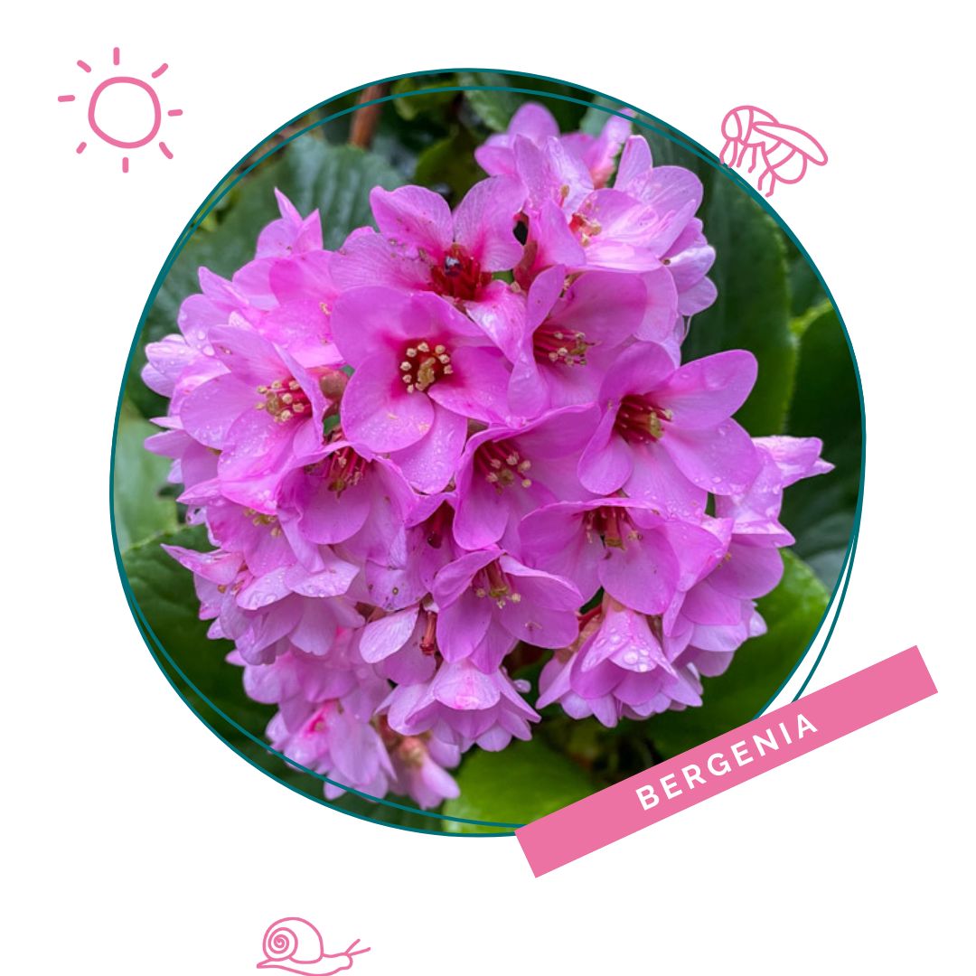 Bergenia
