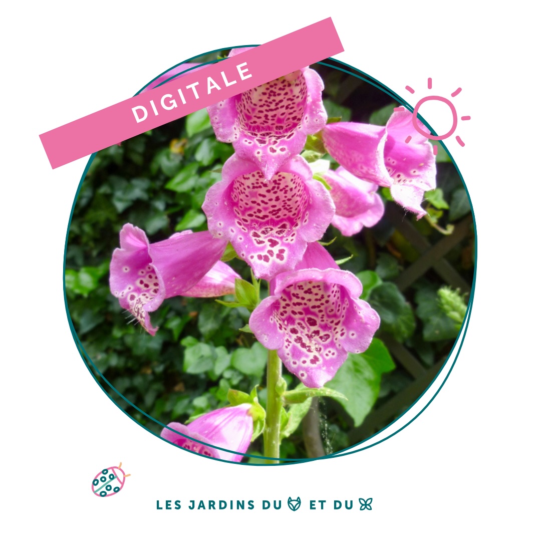 Digitale