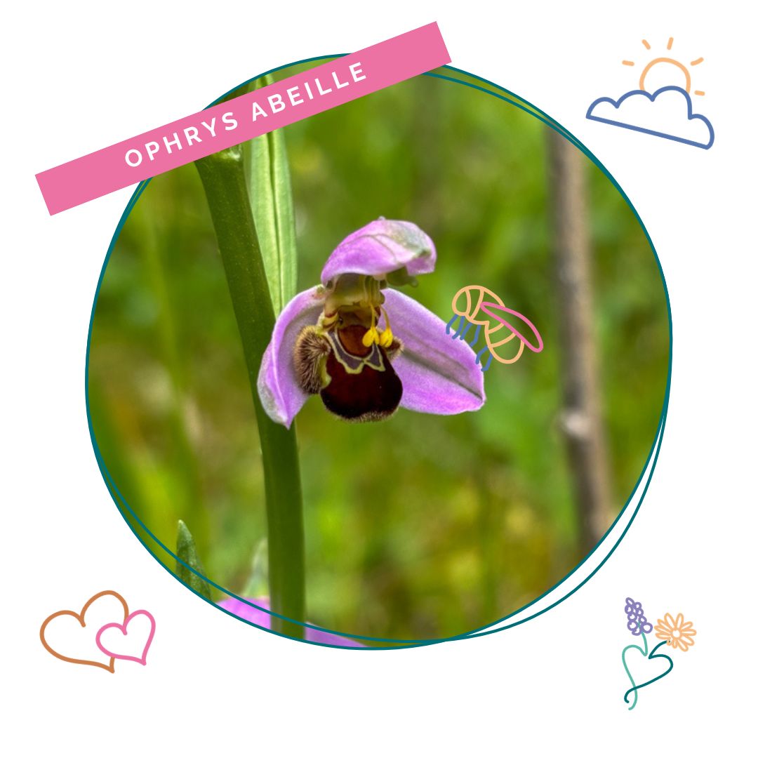 Ophrys abeille