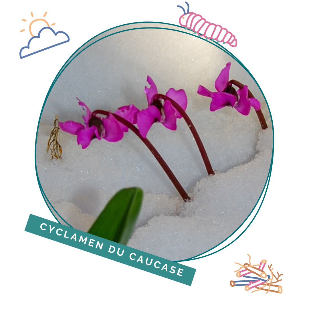 Cyclamen du Caucase