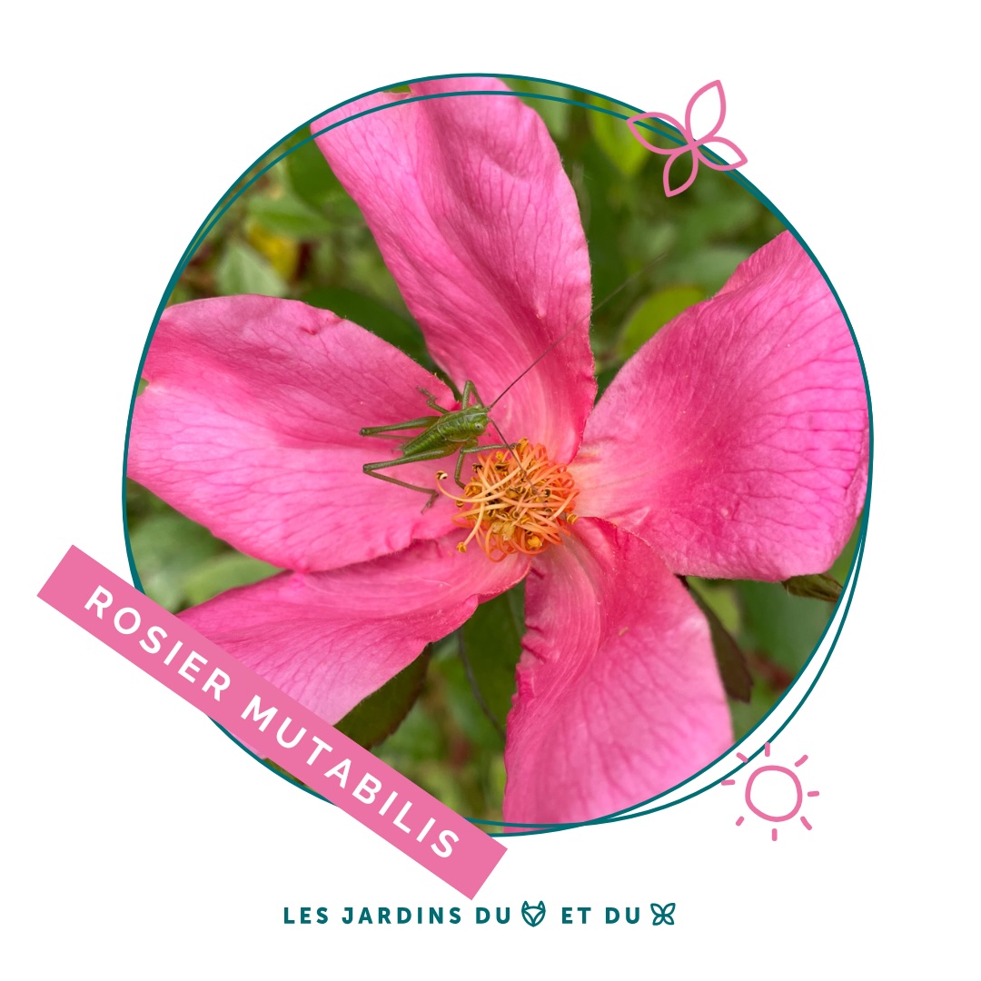 Rosier botanique Mutabilis