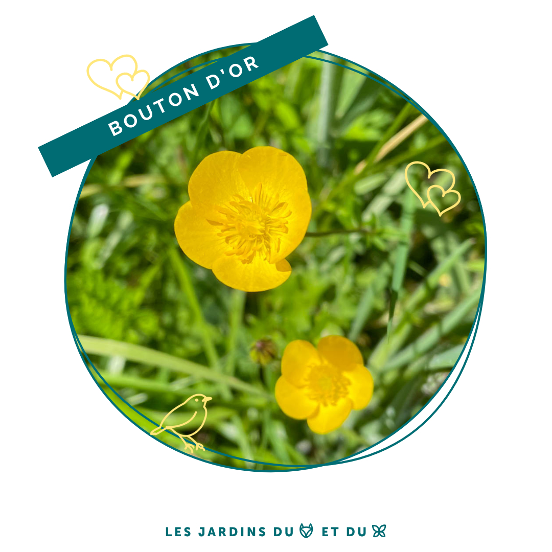 Bouton d'or