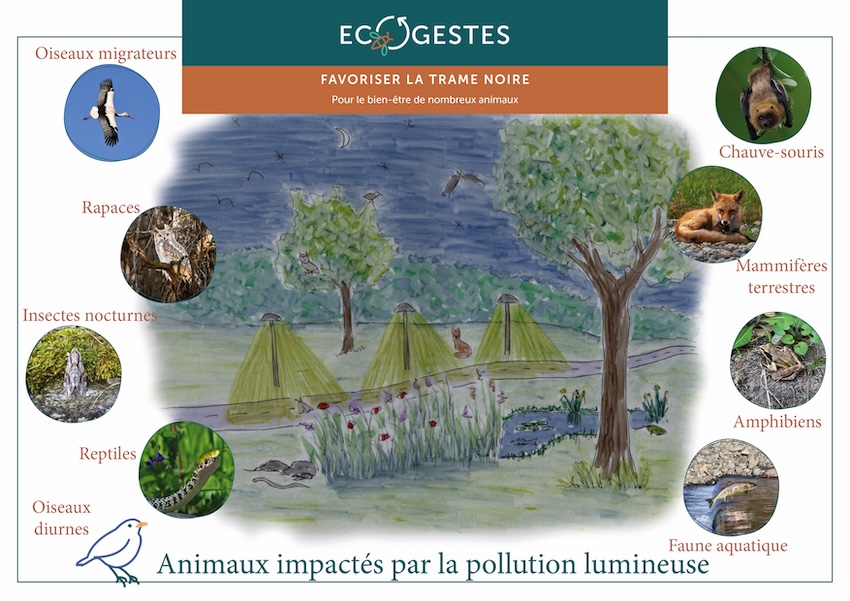 Trame noire : comment réduire la pollution lumineuse dans son jardin