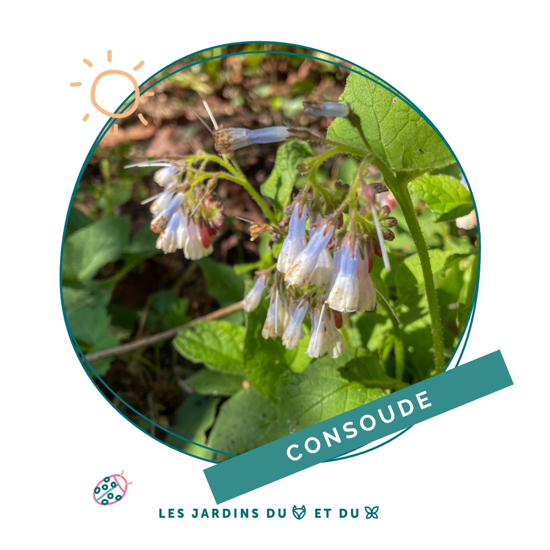 Consoude officinale