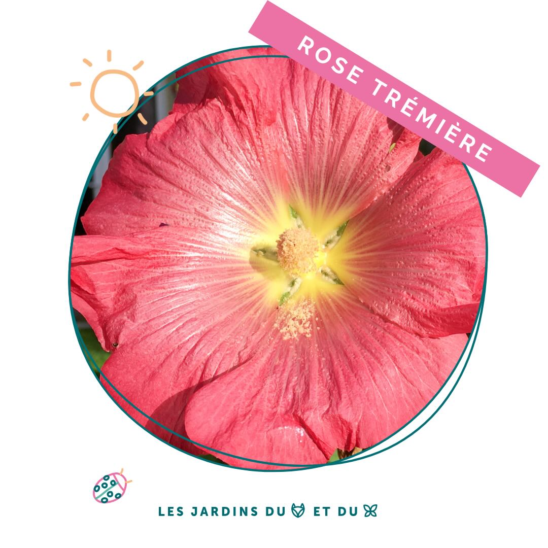 Rose trémière