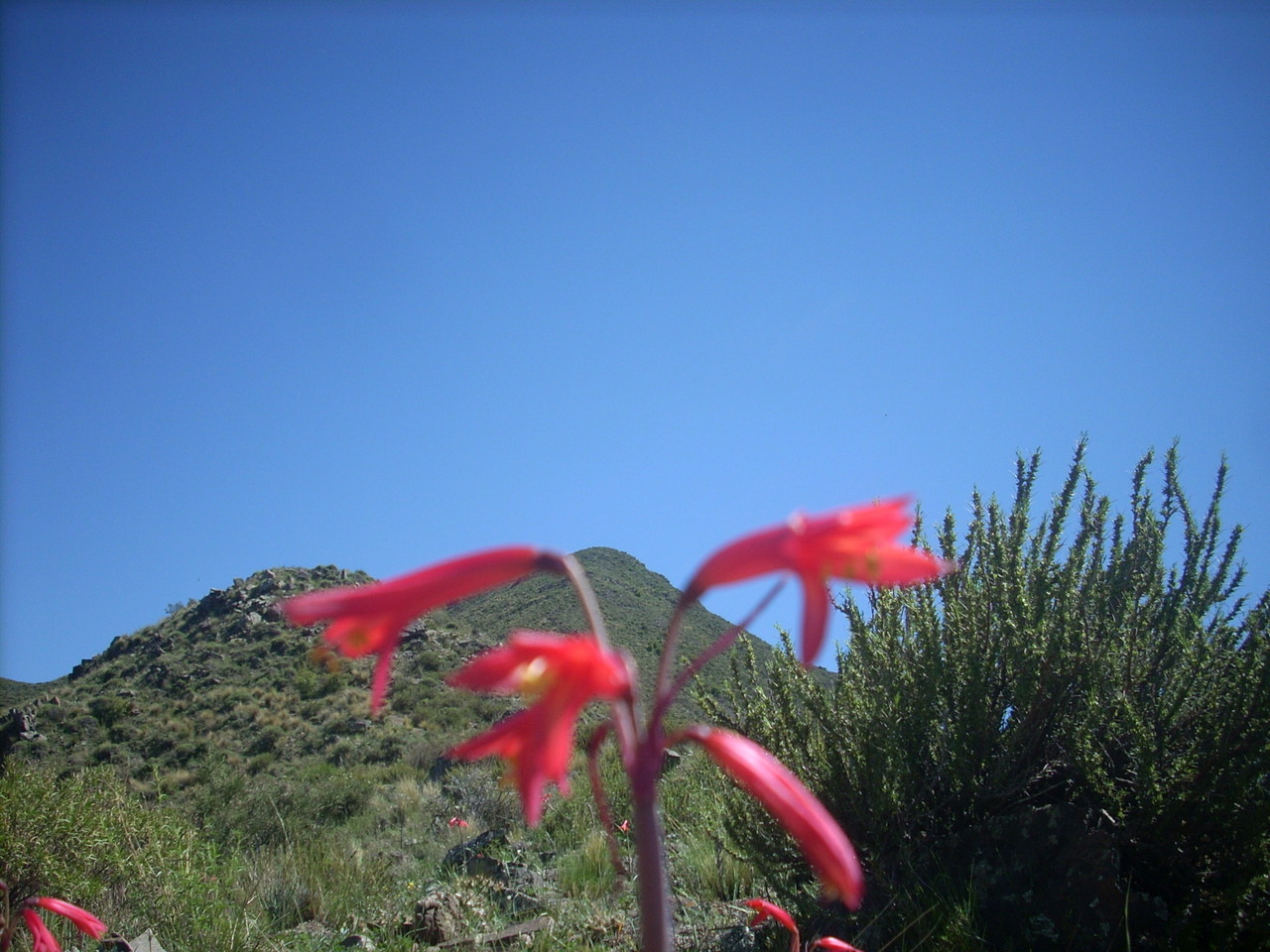 Flora abundante del cerro - Edgardo MOINE