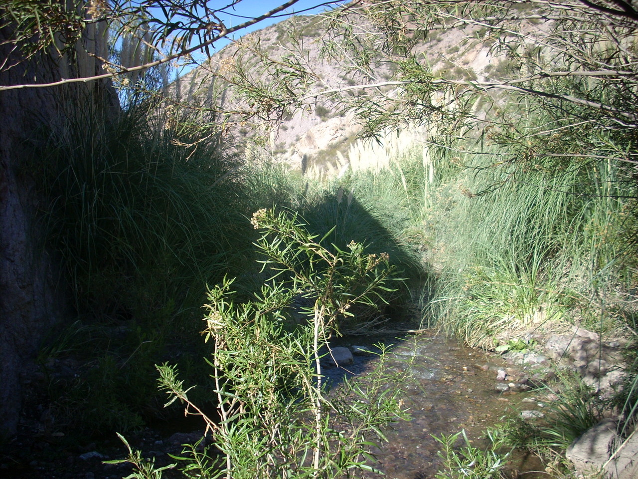 Vegetación del arroyo