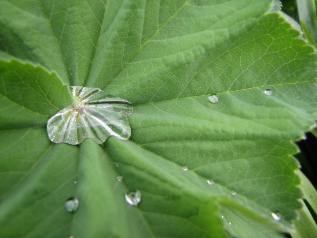Naturbilder cherry-photography