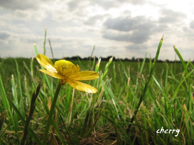 Naturbilder cherry-photography