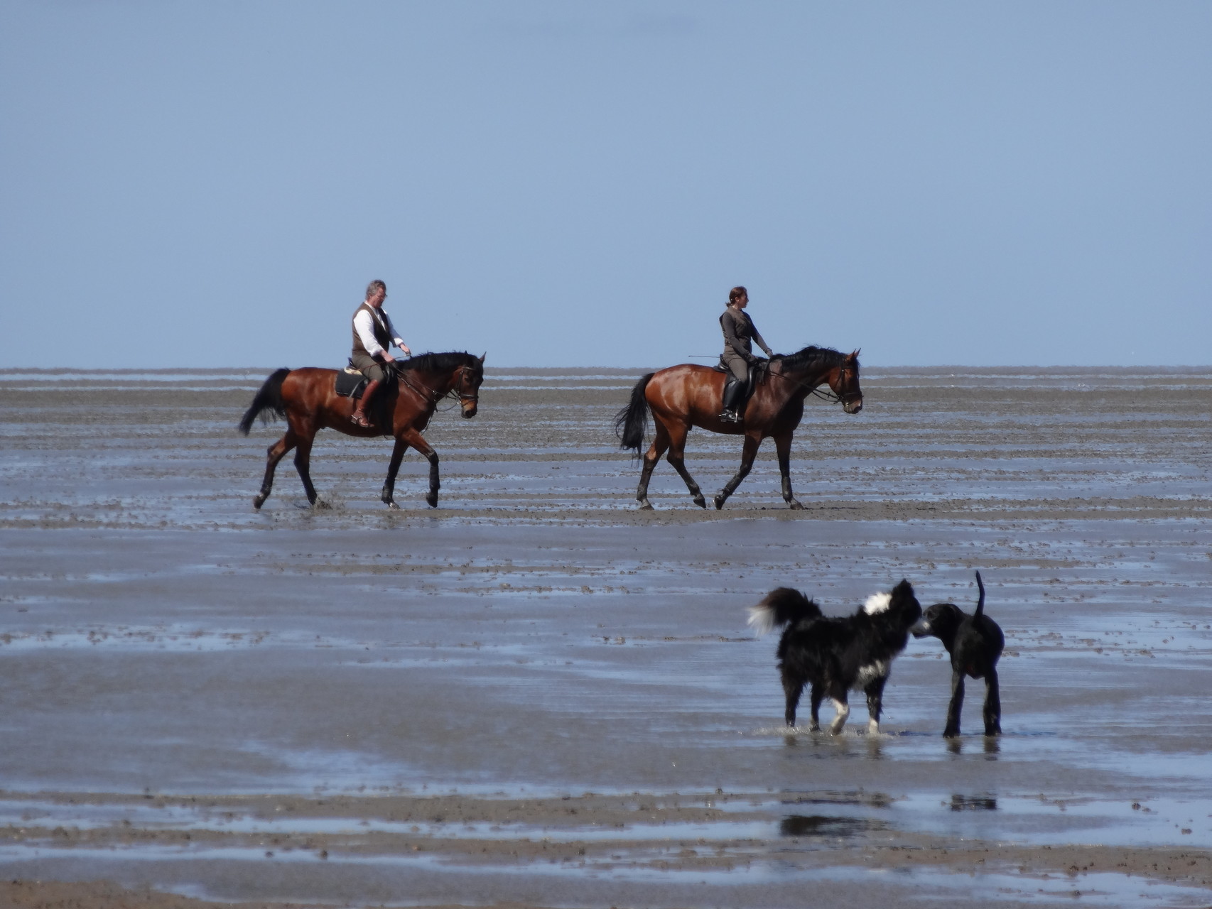Hunde und Pferde im Watt von Cuxhaven