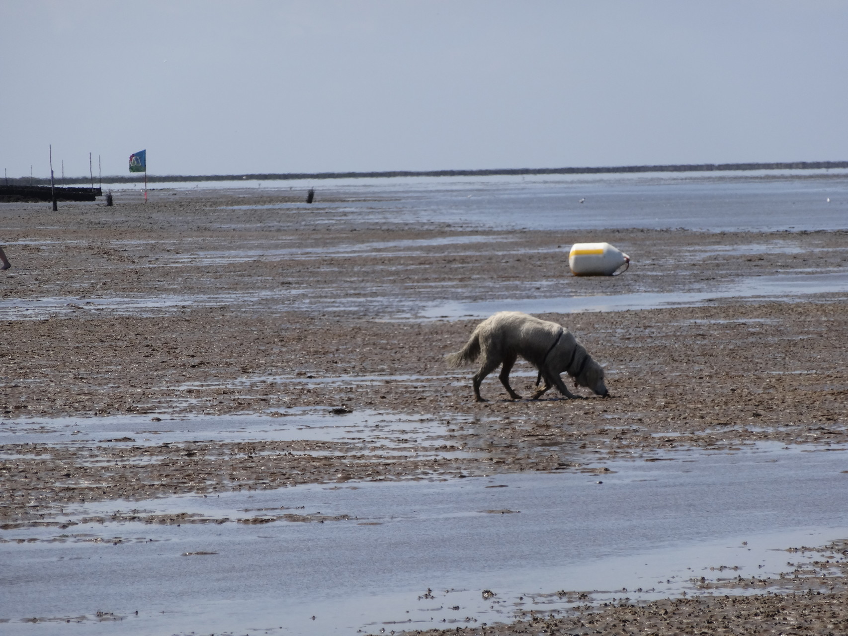 Hunde im Watt vor Sahlenburg