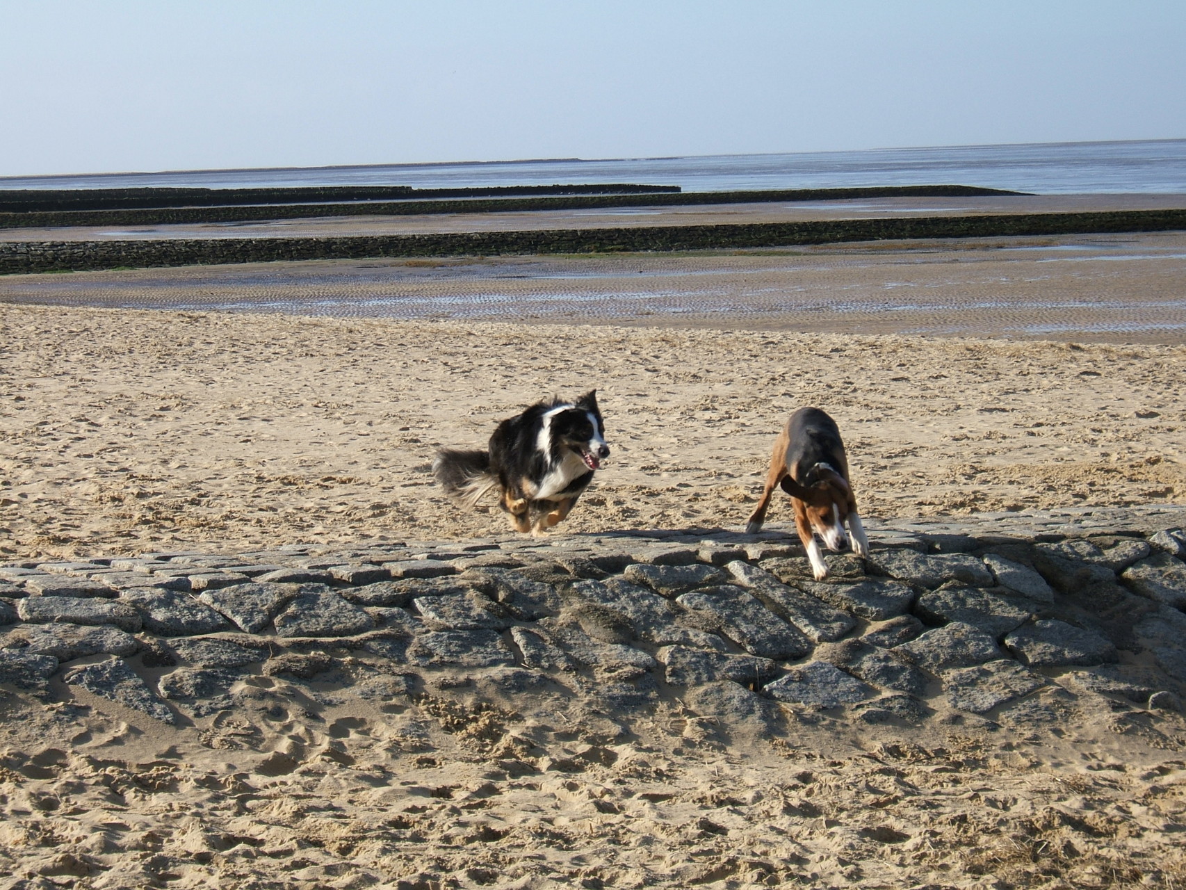 Hunde Spielen am Hundestrand in Cuxhaven Kurteil Sahlenburg