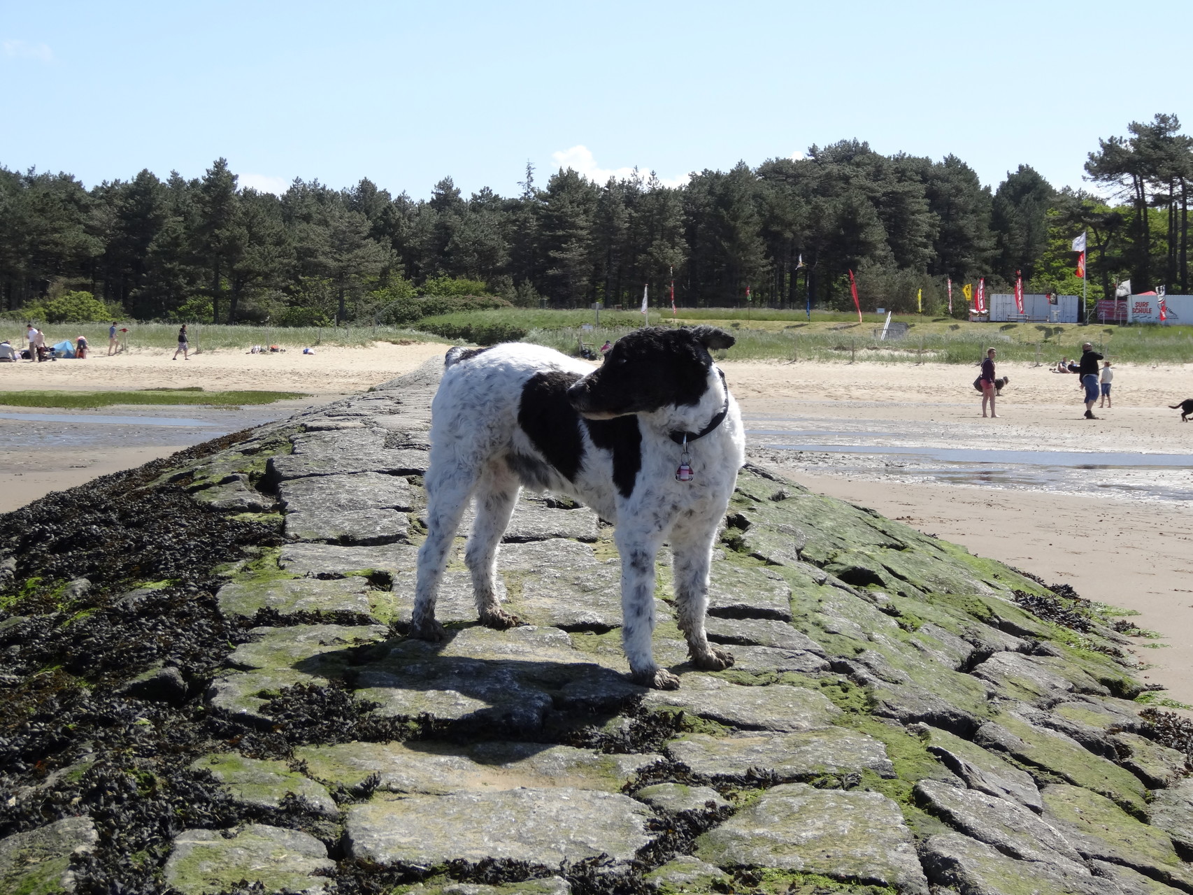 Hund am Strand in Cuxhaven 