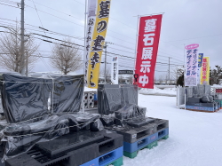2月最後の週は連日プラス気温