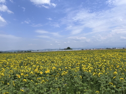 ひまわり畑と青空