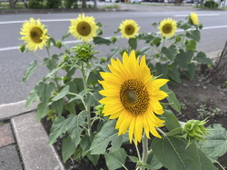 夏の花向日葵