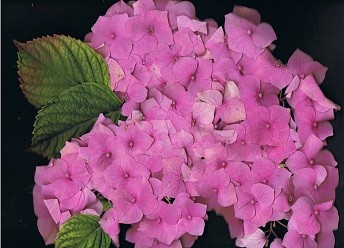 345; hortensia rose