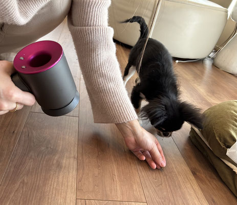 ドッグトレーナーと行う犬の問題行動改善策