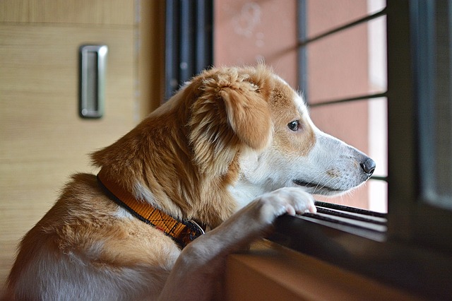 昭島市の犬