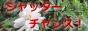 シャッターチャンス！」