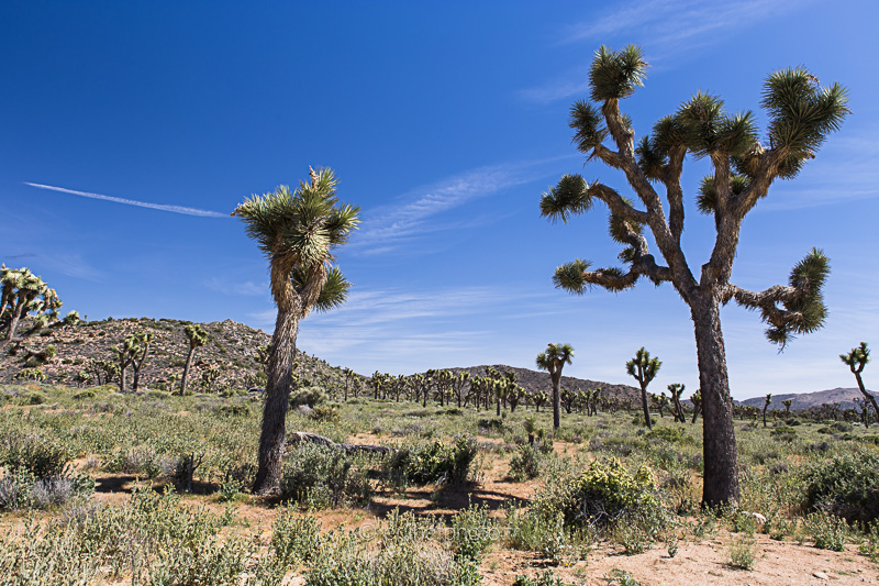 desert mojave, désert, yucca valley, joshua tree, road trip, road trip california, hit z road by zegut, rtl2, californie, etats unis, usa, rachel jabot ferreiro, erjihef photo