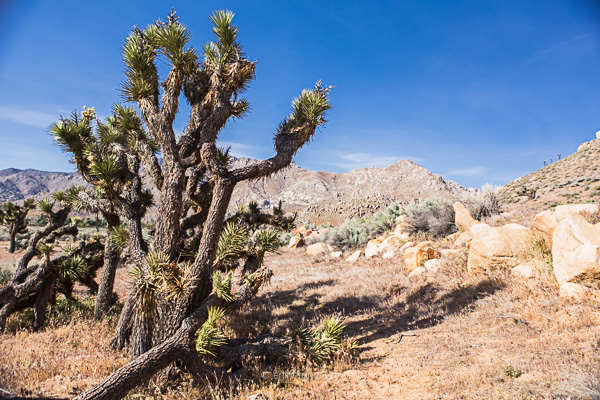 californie, états unis, united states, amérique du nord,pacifique, côte pacifique, california,road trip california, byzegut, rtl2, rachel jabot ferreiro, erjihef photo,désert