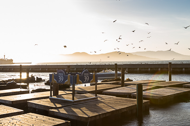 road trip californie, californie, usa, hit z road california, rtl2 by zégut, rachel jabot ferreiro, erjihef photo, san francisco, pier 39, sea lions, lions de mer