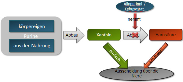 Wirkungsweise von Urikostatika wie Allopurinol oder Febuxostat