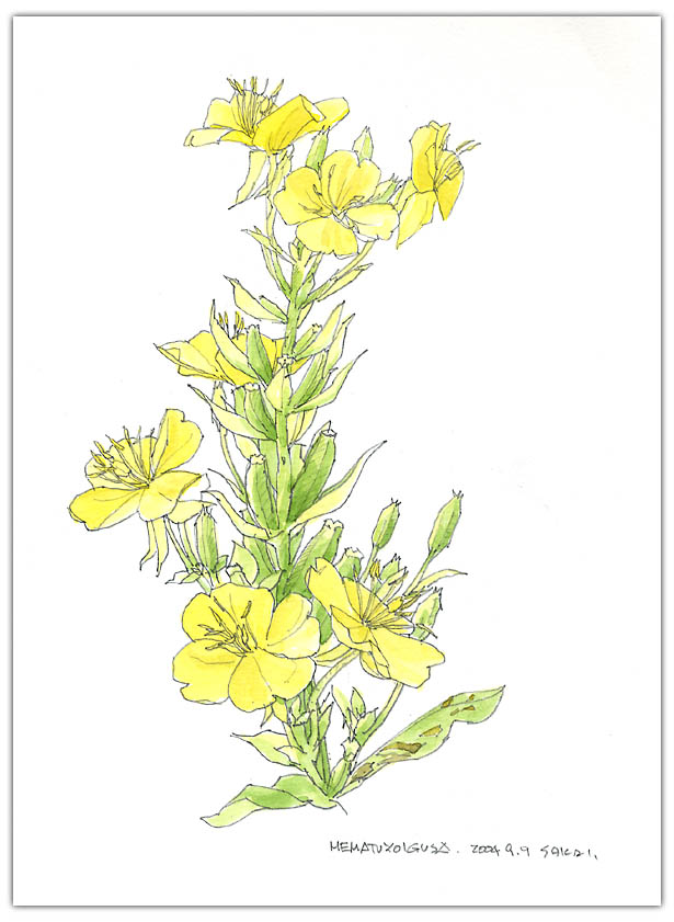 メマツヨイグサの水彩画　ボタニカルアート