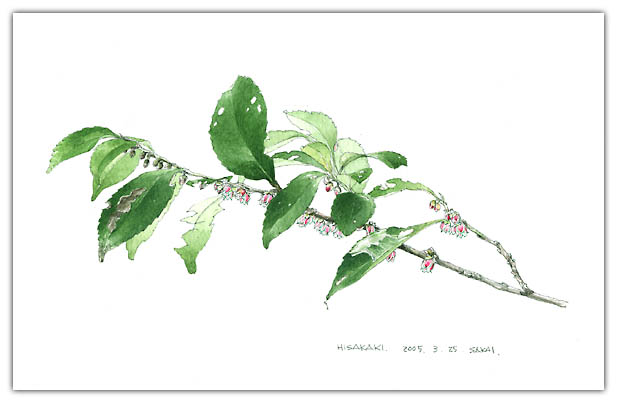 ヒサカキの水彩画　ボタニカルアート
