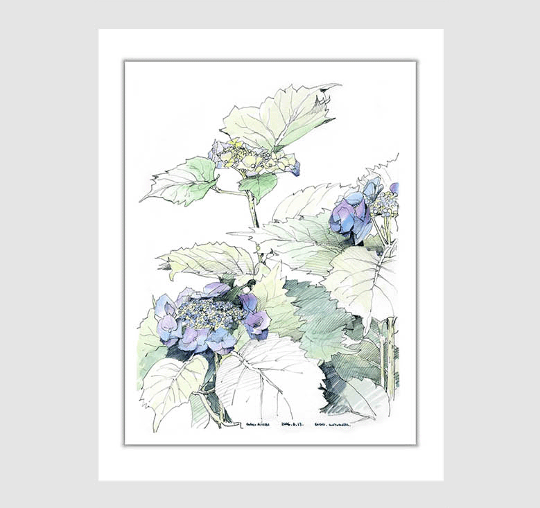 水彩画スケッチ watercolor sketch「アジサイ」