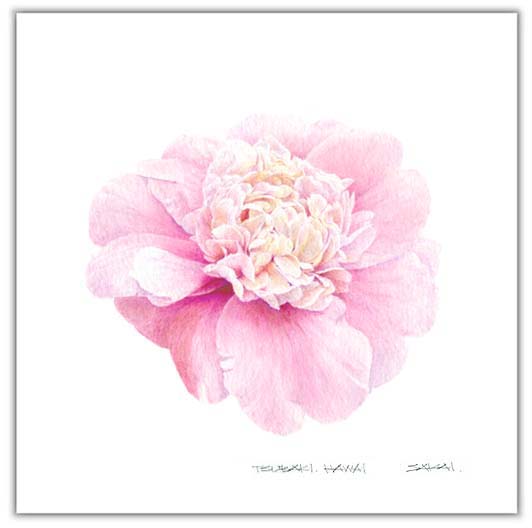 ツバキ水彩画　ボタニカルアート