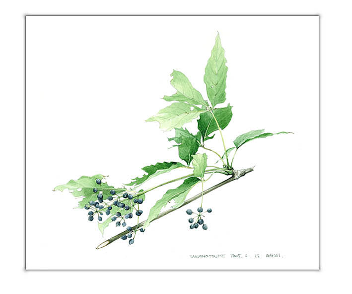 タカノツメの水彩画　ボタニカルアート