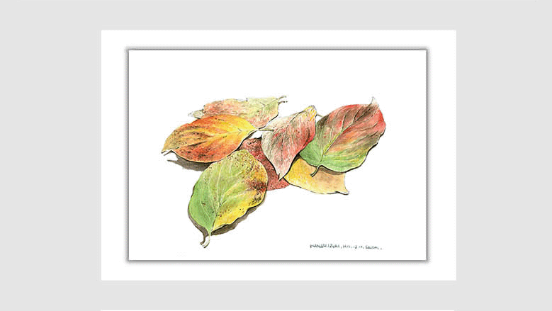 水彩画スケッチ watercolor sketch「ハナミズキの落ち葉」