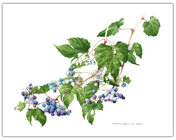 ノブドウの水彩画　ボタニカルアート