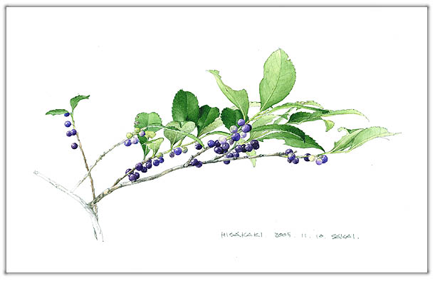 ヒサカキの水彩画　ボタニカルアート