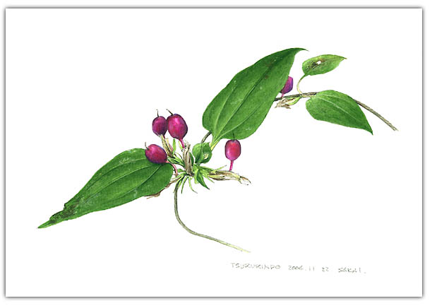 ツルリンドウの水彩画　ボタニカルアート